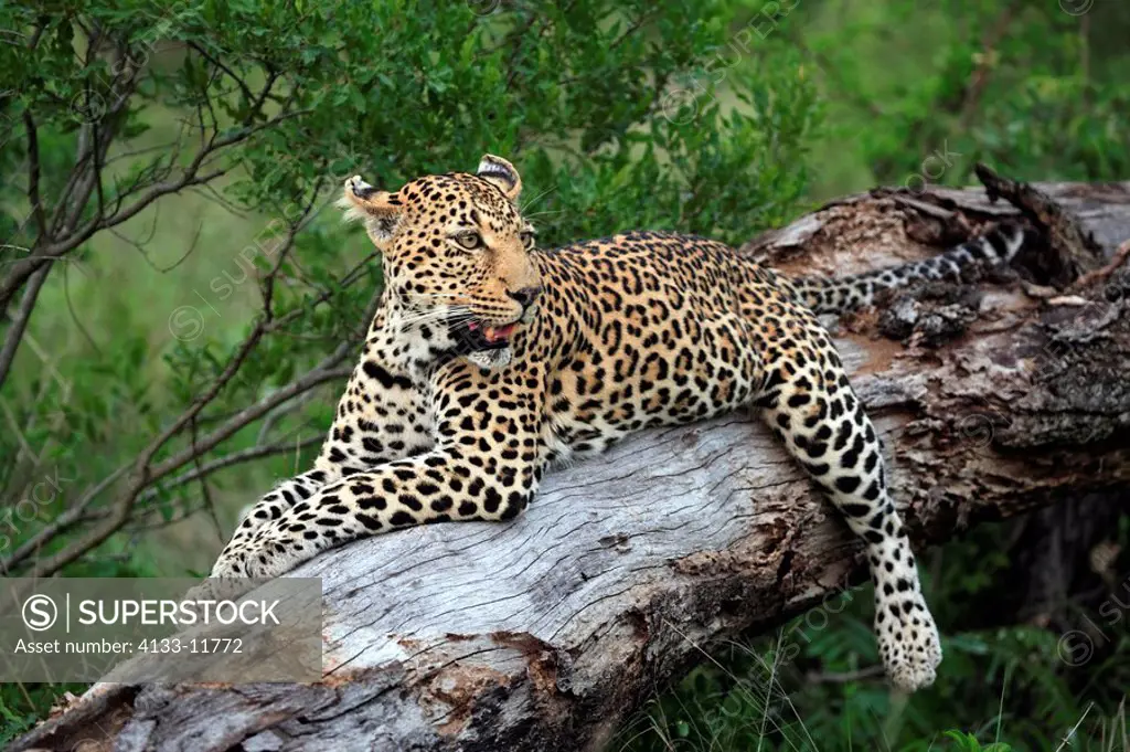 Leopard,Panthera pardus,Kruger National Park,South Africa,Sabisabi Private Game Reserve,adult resting on tree