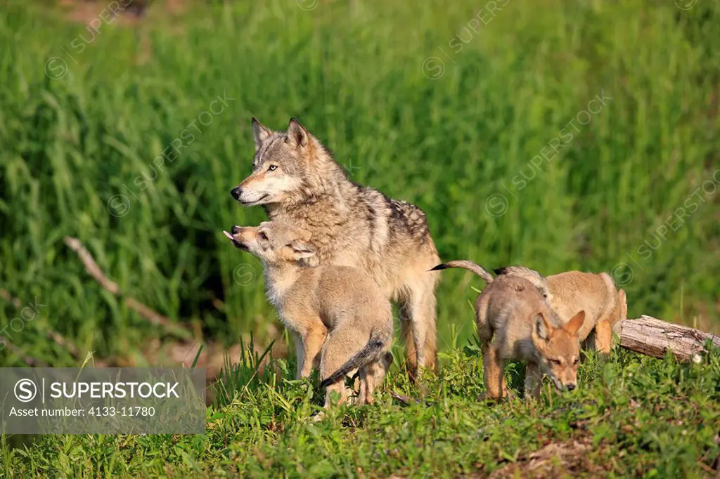 Gray Wolf,Grey Wolf,Canis lupus,Minnesota,USA,adult with youngs