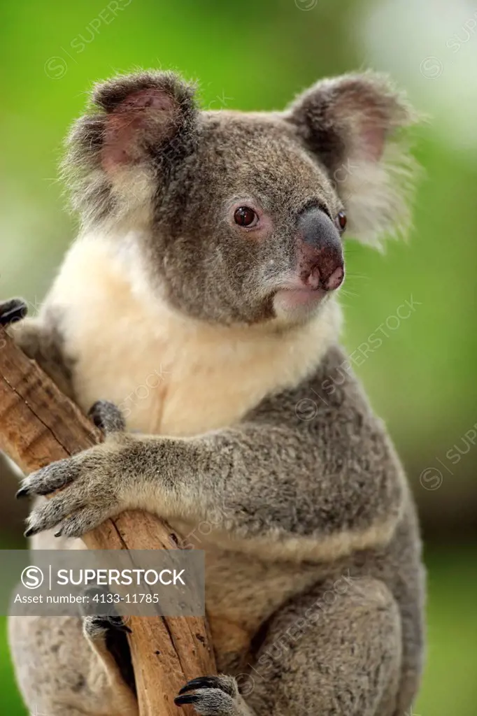 Koala,Phascolarctos cinereus,Australia,adult portrait on tree