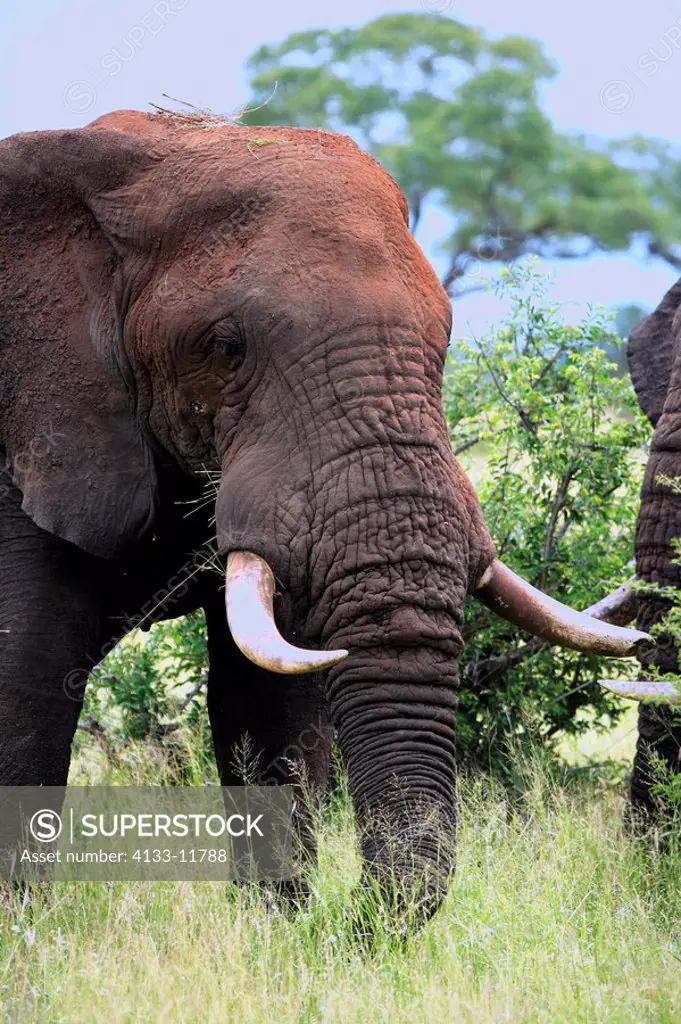 African Elephant,Loxodonta africana,Kruger Nationalpark,South Africa,Africa,adult male feeding portrait