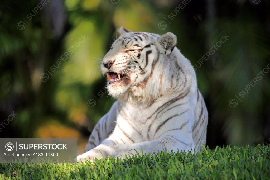 Indian Tiger,Panthera tigris tigris,India,Asia,adult resting