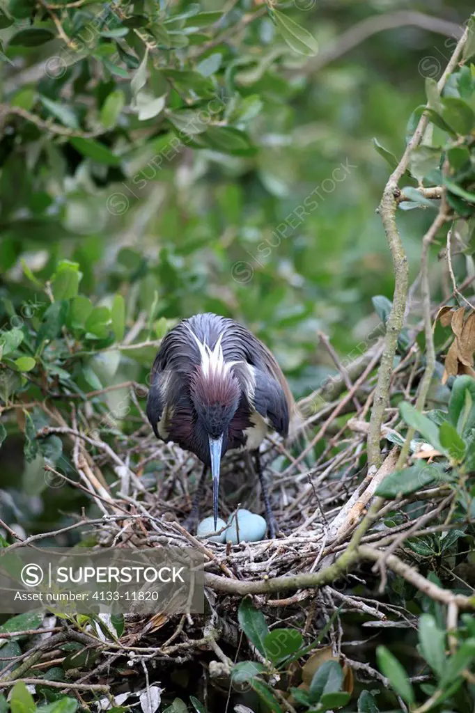 Tricolored Heron,Egretta tricolor,Florida,USA,adult on nest on tree with cluth