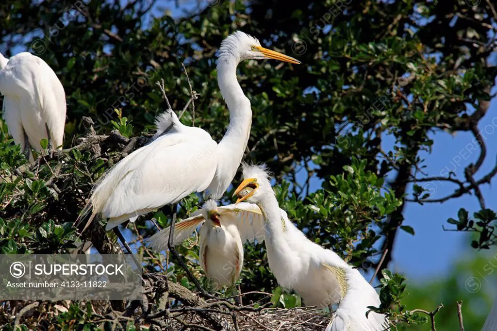 Great White Egret,Egretta alba,Florida,USA,youngs with mother on tree in nest begging for food