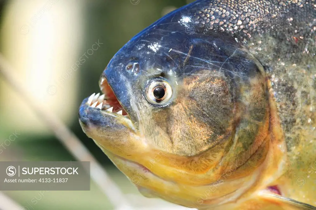 Piranha,Pygocentrus natteri,Pantanal,Brazil,adult,portrait