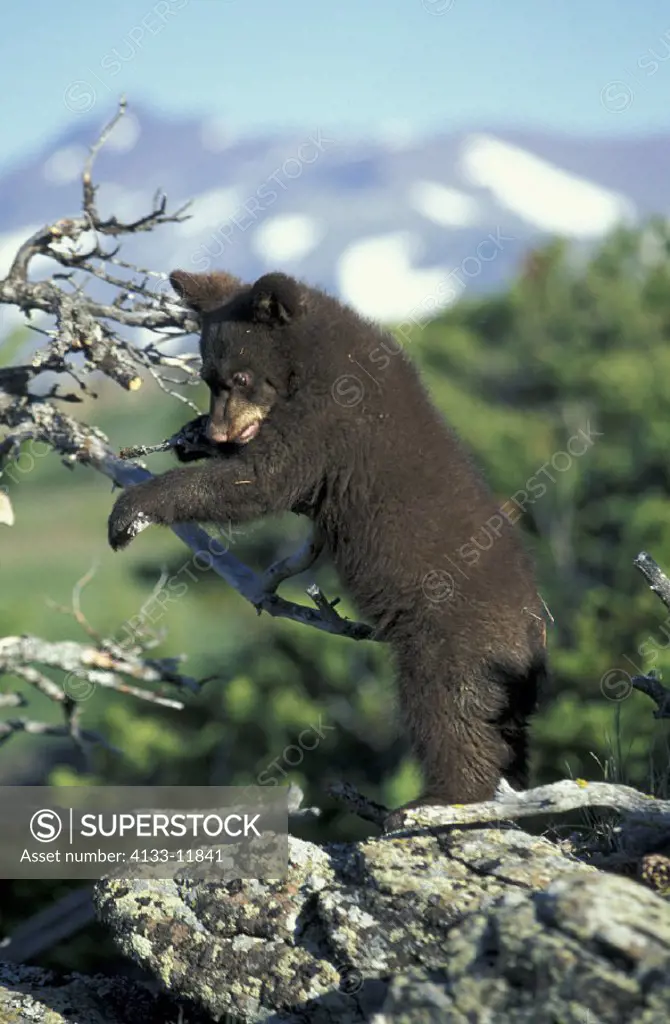Black Bear , Ursus americanus , Montana , USA , cub , young climbing