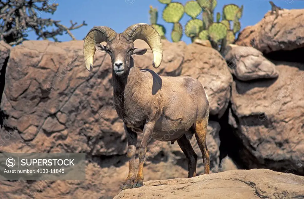 Bighorn Sheep,Ovis canadensis,Sonora Desert,Arizona,USA,adult male on rock