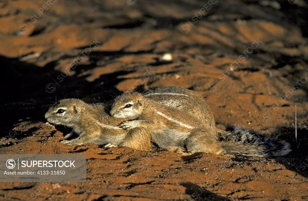 Ground Squirrel,Xerus inaurus,Kalahari Kgalagadi Tranfrontier Park,South Africa,Africa,youngs at cave in last sunlight