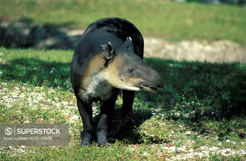 Bairds Tapir,Tapirus baird,Latin America,adult