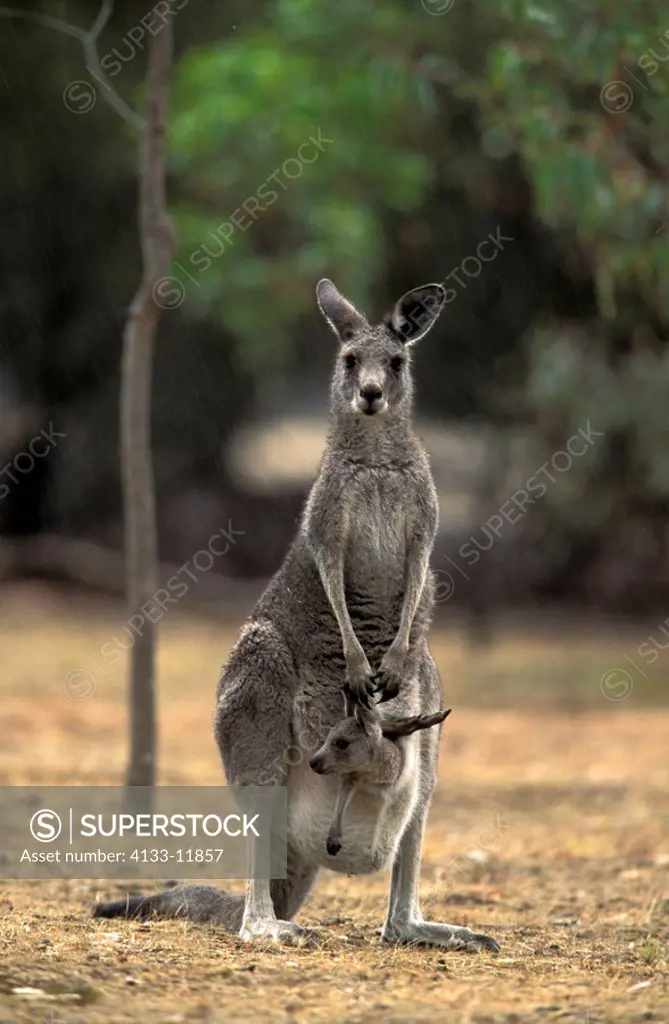 Eastern Grey Kangaroo,Macropus giganteus,Australia,adult female with young in pouch