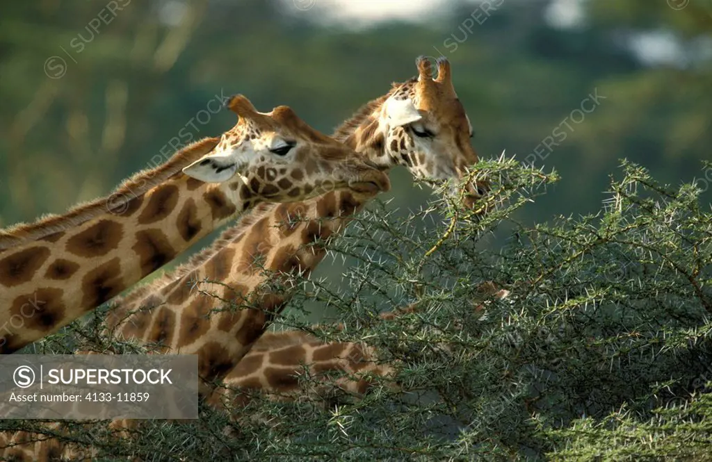 Rothschild Giraffe,Giraffa camelopardalis rothschildi,Nakuru Nationalpark,Kenya,Africa,adults feeding