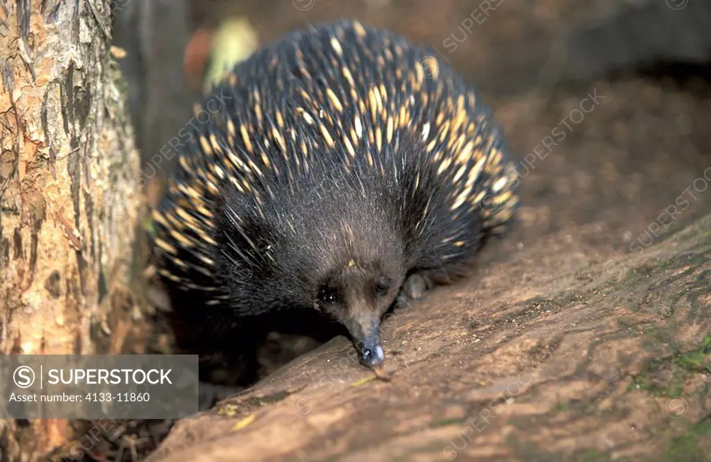 Short beaked Echidna,Tachyglossus aculeatus,Australia,adult searching for food