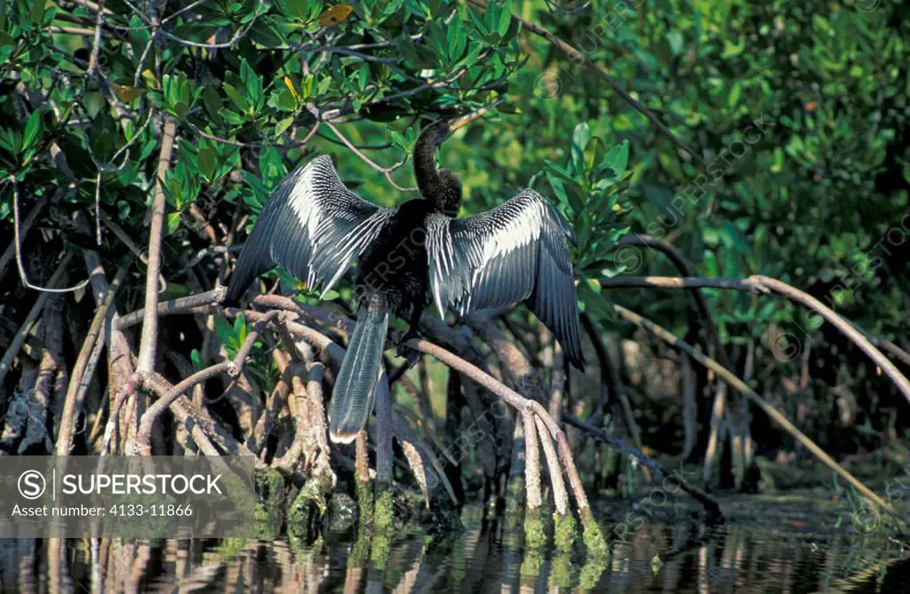 Anhinga, Anhinga anhinga, Florida, USA, adult at water drying his feathers