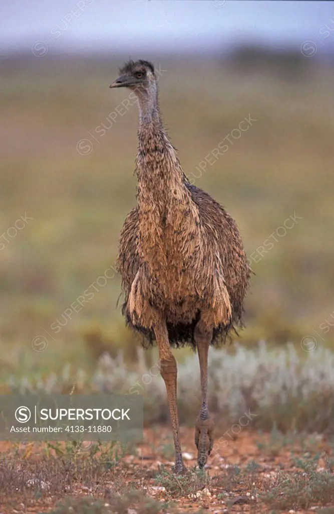Emu Dromaeus novaehollandiae Stuart Nationalpark Australia