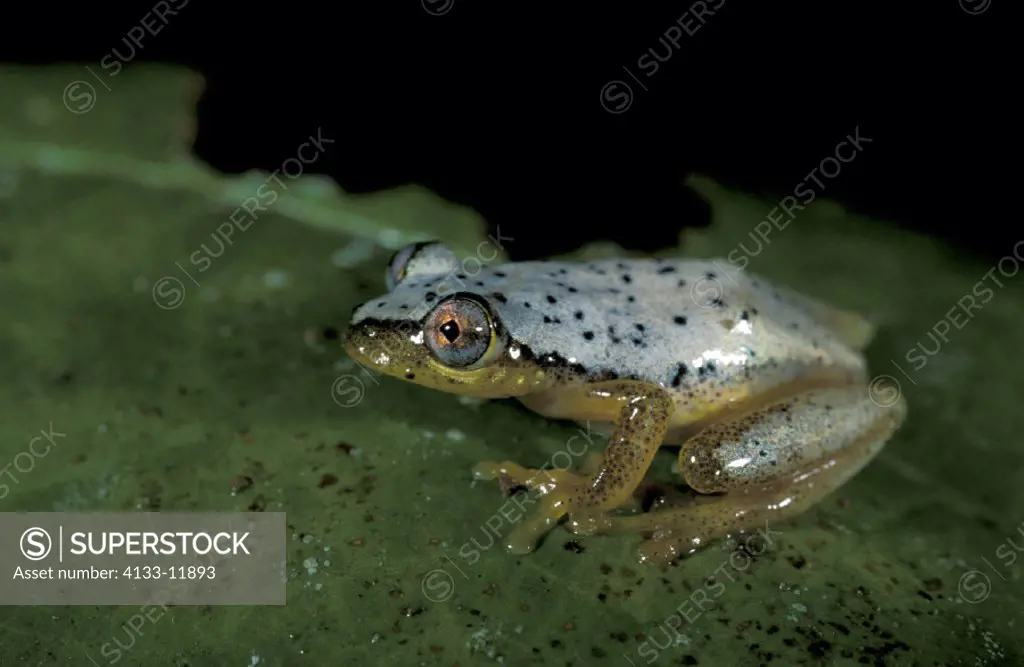 Spotted Reed Frog , Madagascar Frog , Heterixalus punctatus , Madagascar , adult