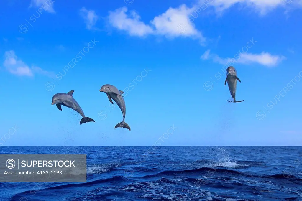 Bottle_nosed Dolphin,Bottle Nosed Dolphin,Bottle Nose Dolphin,Tursiops truncatus,Roatan,Honduras,Caribbean,Central America,Lateinamerica,three adults ...