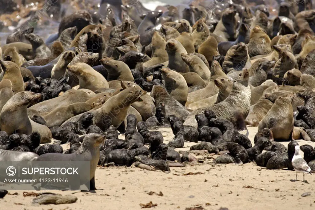 Cape Fur Seal, Arctocephalus pusillus, Cape Cross, Namibia , Africa, adult with youngs in colony