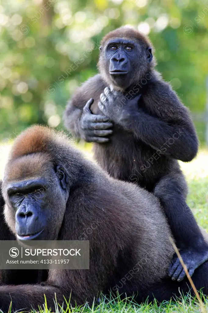 Lowland Gorilla, Gorilla g. gorilla, Africa, adult female with baby threatening