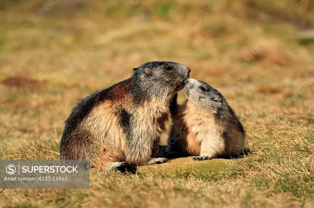 Alpine Marmot,Marmota marmota,Grossglockner Massif,National Park Hohe Tauern,Austria,Alps,Europe,adult,resting,with young,social behaviour,Portrait