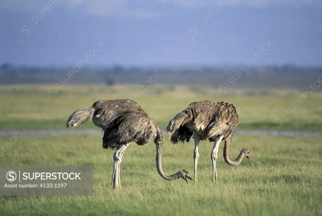 Masai Ostrich , Struthio camelus massaicus , Amboseli National Park , Kenya , Africa , Africa , adult female feeding
