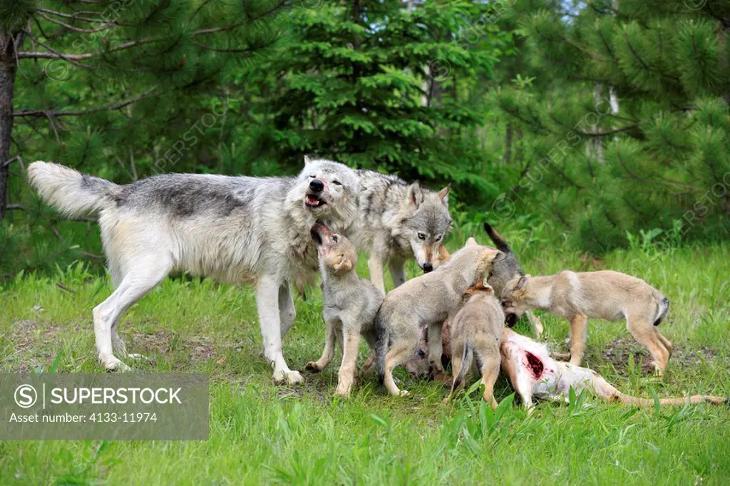 Gray Wolf,Grey Wolf,Canis lupus,Minnesota,USA,group of youngs and adult feeding on prey
