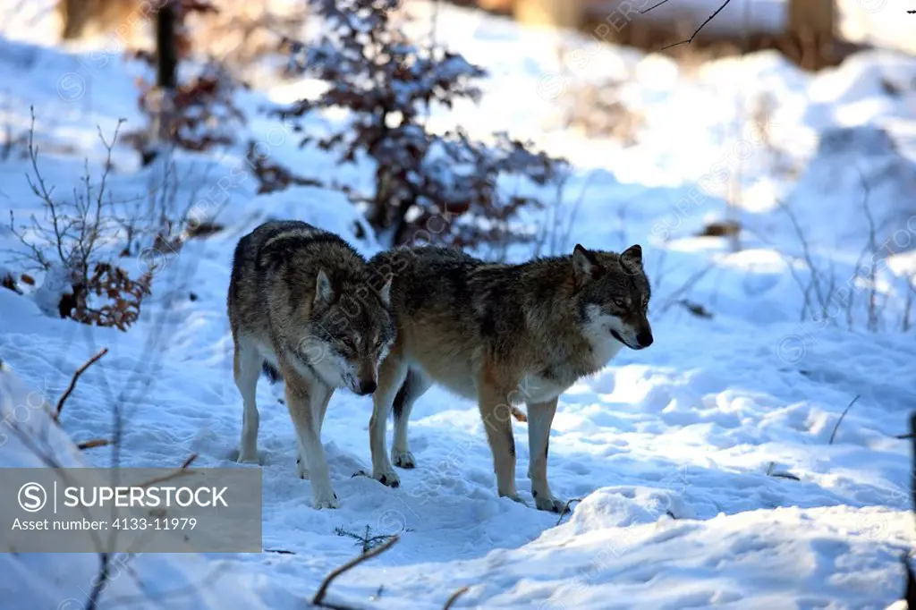 Gray Wolf,Timber Wolf,Canis lupus,Bavarian Forest Nationalpark,Germany,Europe,adult couple in snow in winter