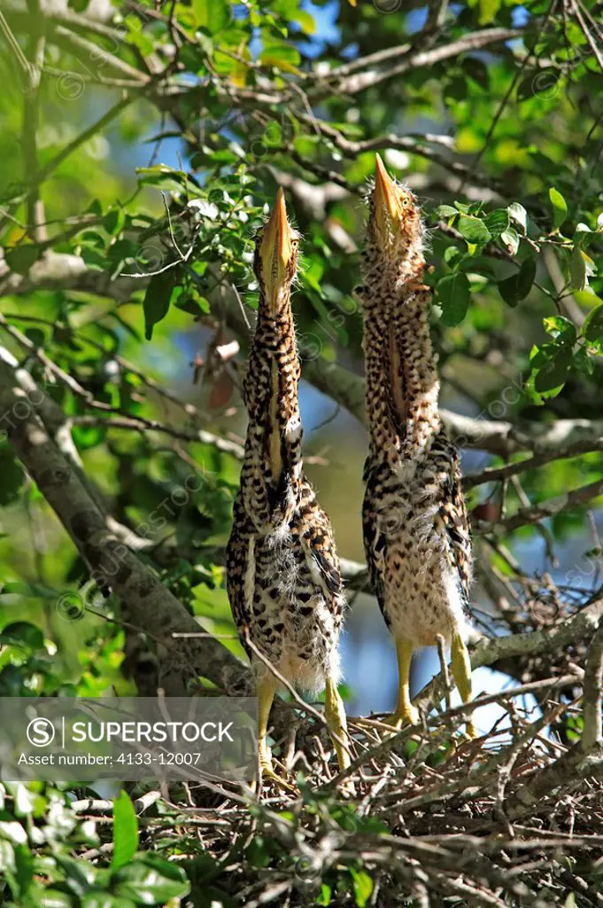 Rufescent Tiger Heron,Tigrisoma lineatum,Pantanal,Brazil,young birds,on nest,camouflaged