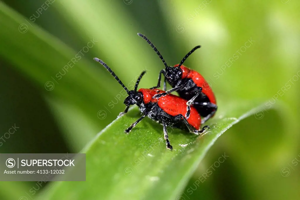 Scarlet Lily Beetle,Lilioceris lilii,Germany,couple mating