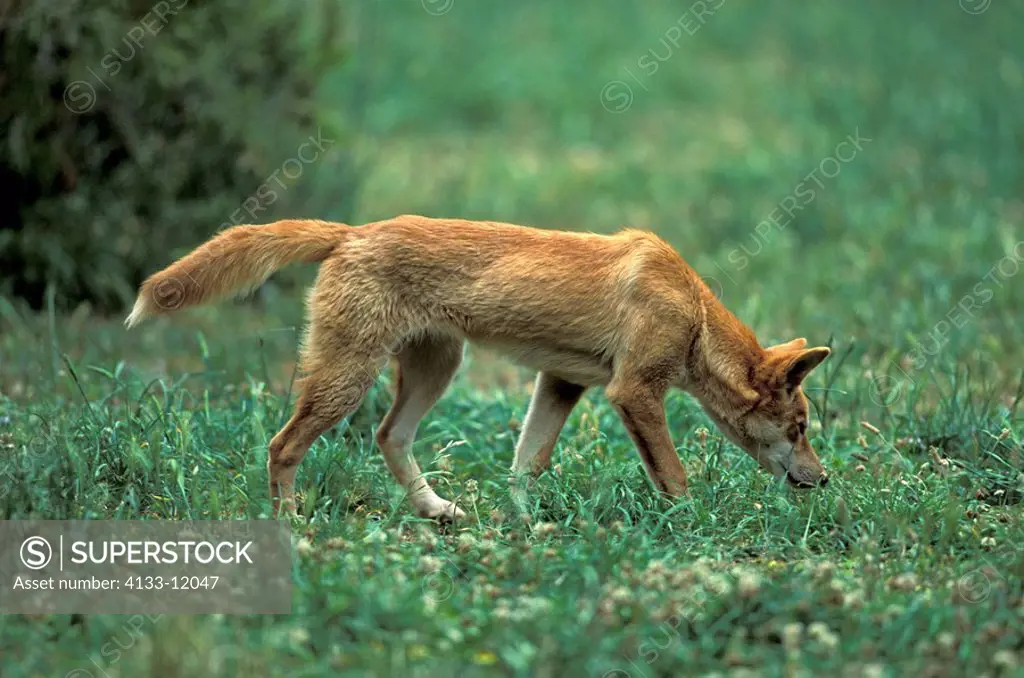 Dingo,Canis familiaris dingo,Australia,adult searching for food