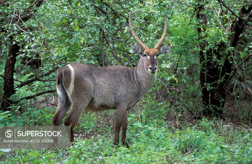 Common Waterbuck,Kobus ellipsiprymnus,Kruger Nationalpark,South Africa,Africa,adult male