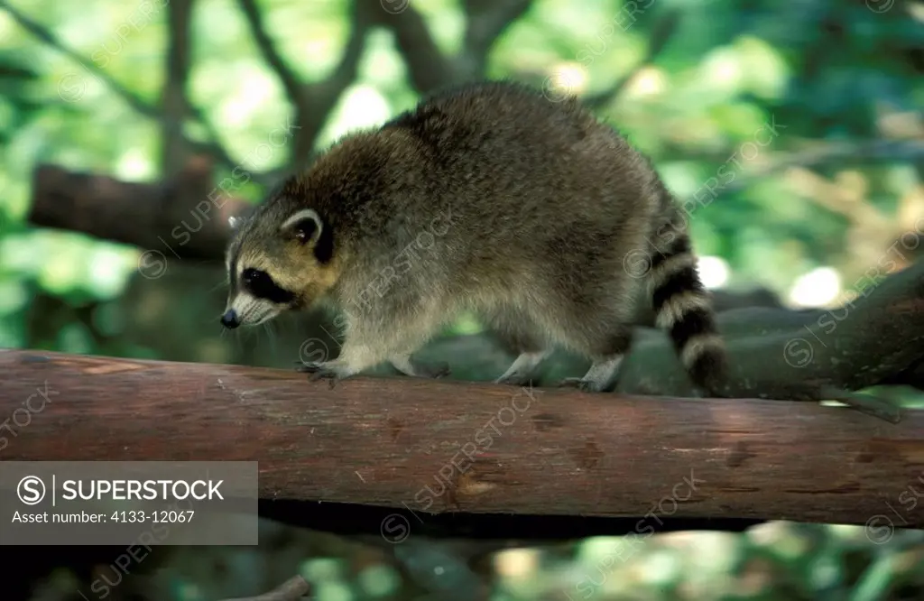 North American Raccoon,Procyon lotor,North America,adult walking on tree