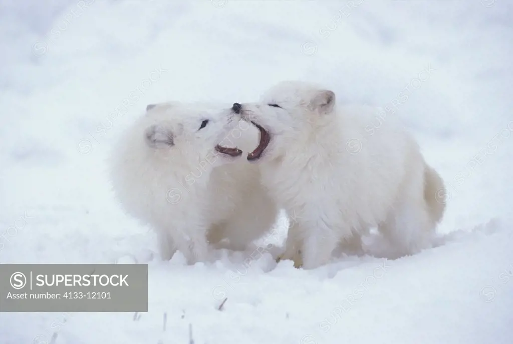 Arctic Fox , Alopex lagopus , Montana , USA , Adults , Pair , Couple , social behavior