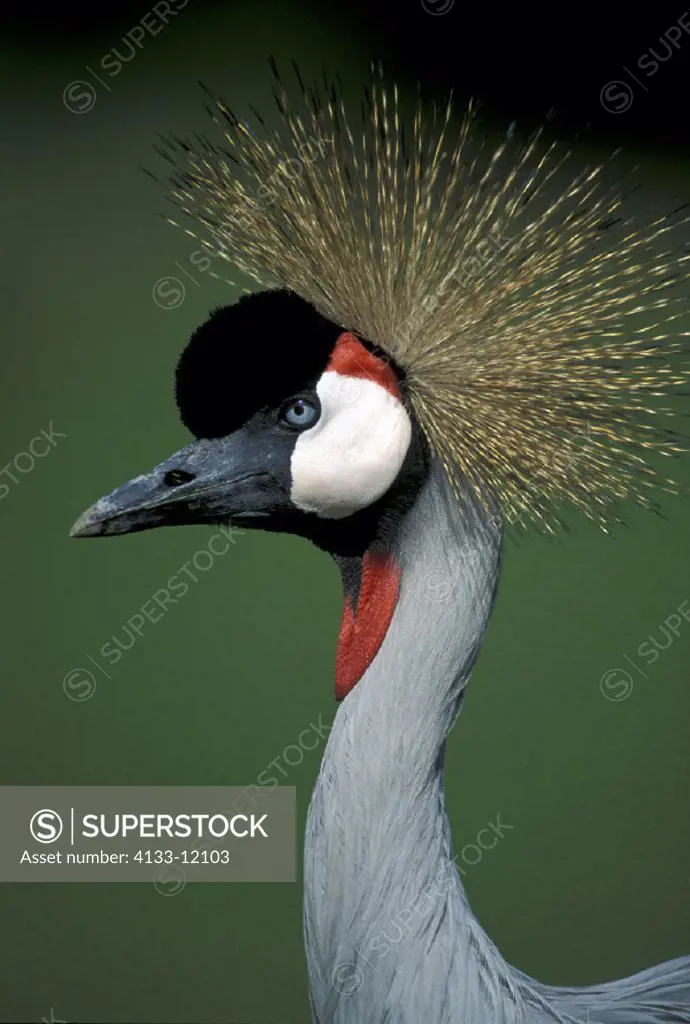 Crowned Crane , Balearica regulorum , Amboseli National Park ,  Kenya , Africa , Africa , adult portrait