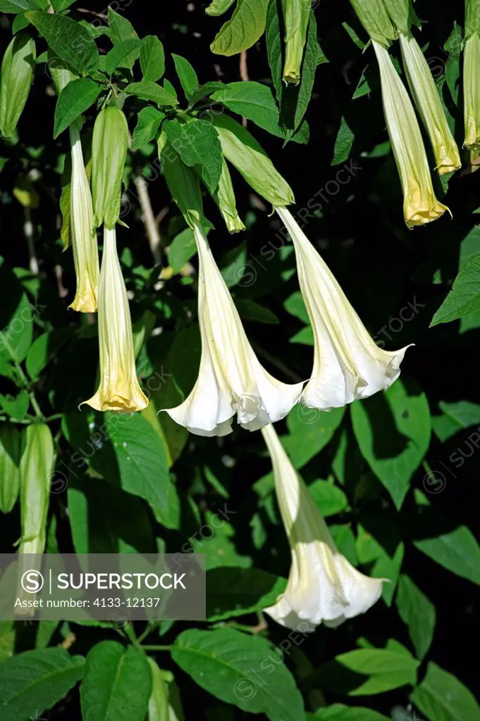 Angels trumpets,Datura Brugmansia,Florida,USA,blooming