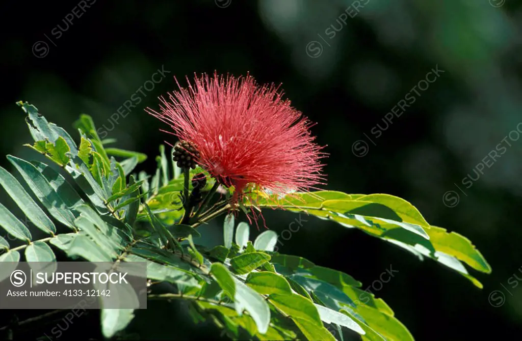 Sensitive Plant, Mimosa pudica, Trinidad, Carib, bloom