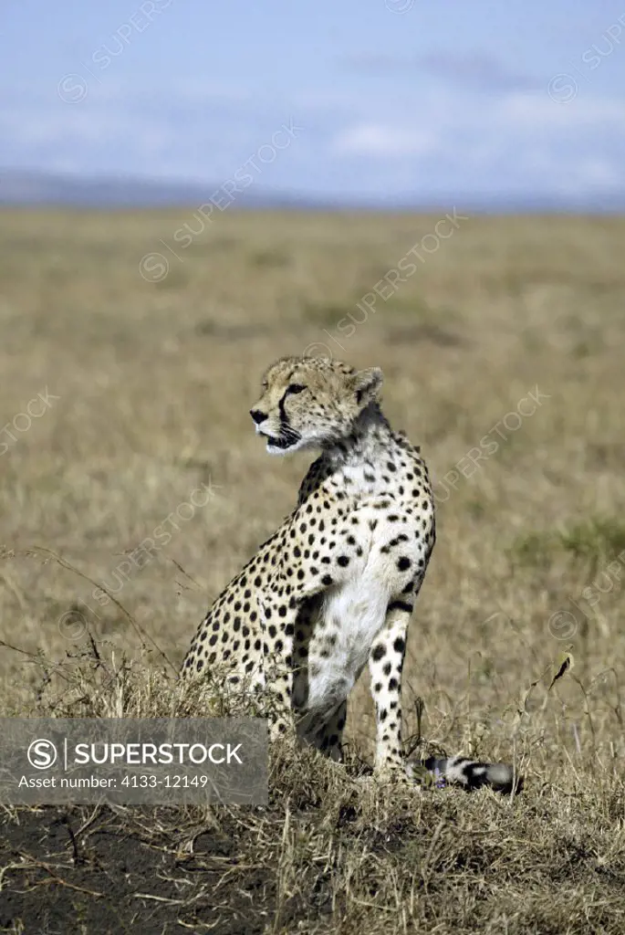 Cheetah, Acinonyx jubatus, Masai Mara, Kenya, adult