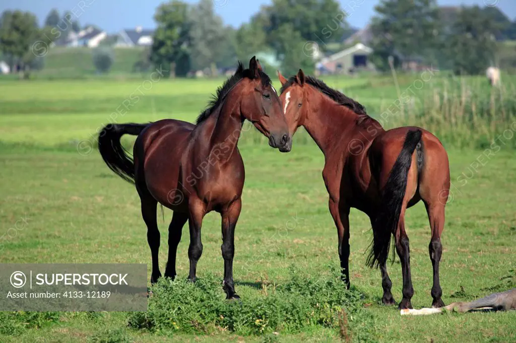 Domestic Horse,Equus caballus,Netherlands,Adults,Araber,thoroughbred couple