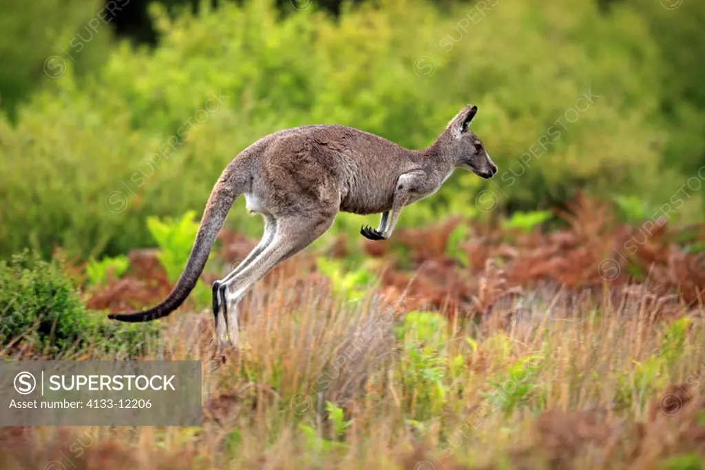 Eastern Grey Kangaroo,Macropus giganteus,Wilson Promontory Nationalpark,Australia,adult male jumping