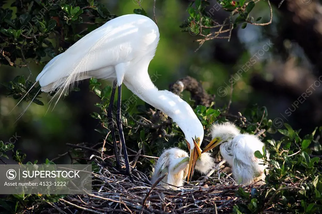 Great White Egret,Egretta alba,Florida,USA,youngs with mother feeding on tree in nest