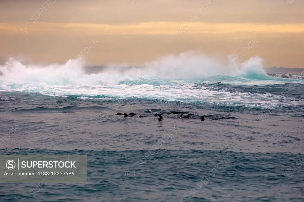 Cape Fur Seal, (Arctocephalus pusillus), adults swimming in water, Seal Island, Western Cape, South Africa, Africa