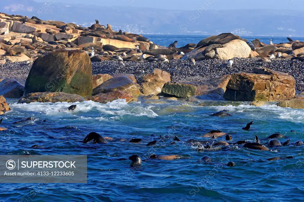 Cape Fur Seal, (Arctocephalus pusillus), adults swimming in water, Seal Island, Western Cape, South Africa, Africa