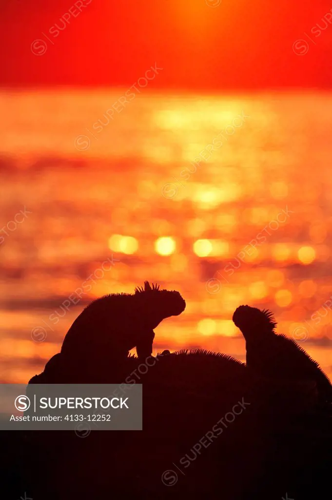 Marine Iguana,Amblyrhynchus cristatus,Galapagos Islands,Ecuador,adults,group,at water,on shore,on rock,sunset