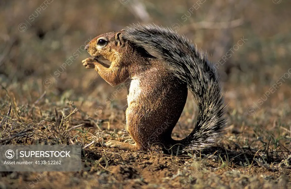 Ground Squirrel,Xerus rutilus,Samburu Game Reserve,Kenya,Africa,adult feeding