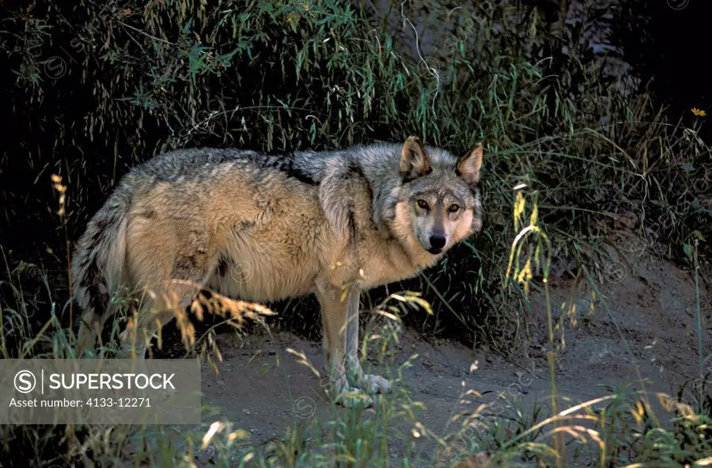 Mexican Wolf,Lanis lupus baileyi,Sonora Desert,Arizona,USA,adult