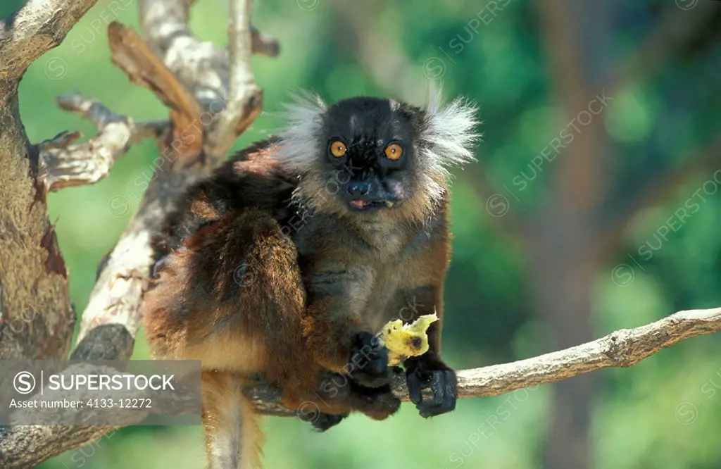 Black Lemur,Lemur macaco,Nosy Komba,Madagascar,Africa,adult female feeding on tree