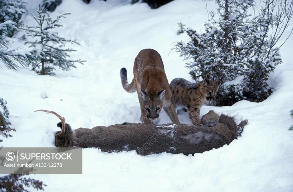 Mountain Lion,Felis concolor,Montana,USA,adult female with young feeding on prey in snow in winter