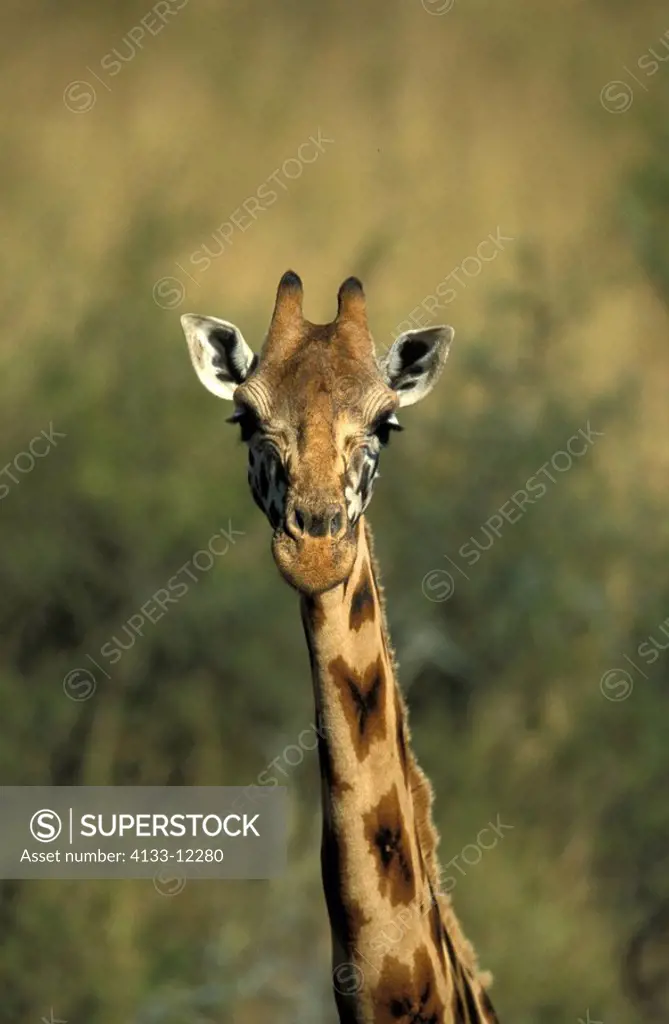 Rothschild Giraffe,Giraffa camelopardalis rothschildi,Nakuru Nationalpark,Kenya,Africa,adult portrait