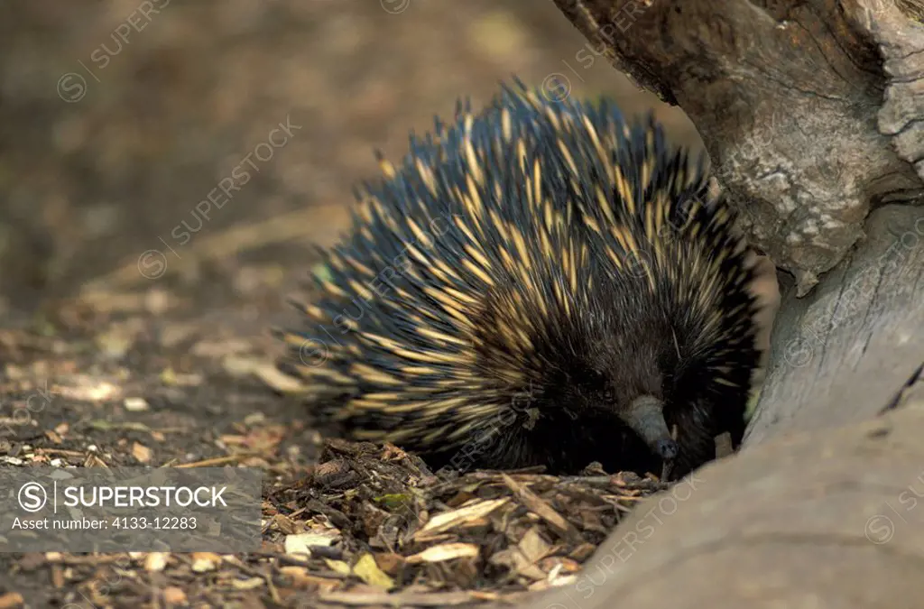 Short beaked Echidna,Tachyglossus aculeatus,Australia,adult searching for food