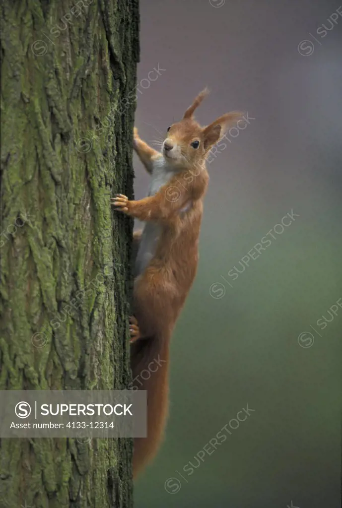 Red Squirrel , Sciurus vulgaris , Germany , Adult on tree
