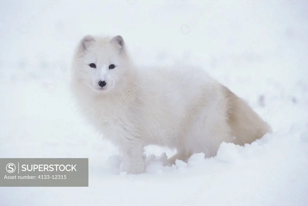 Arctic Fox , Alopex lagopus , Montana , USA , Adult