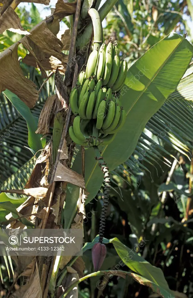 Banana Plant , USA , sapientum , Trinidad Caribbean , fruit food bloom